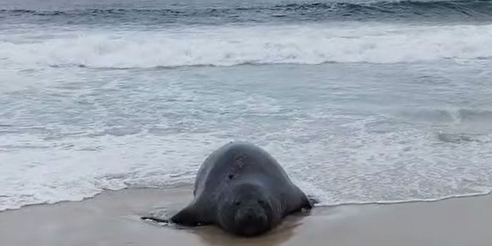 Elefante-marinho aparece em praia na Zona Sul do Rio