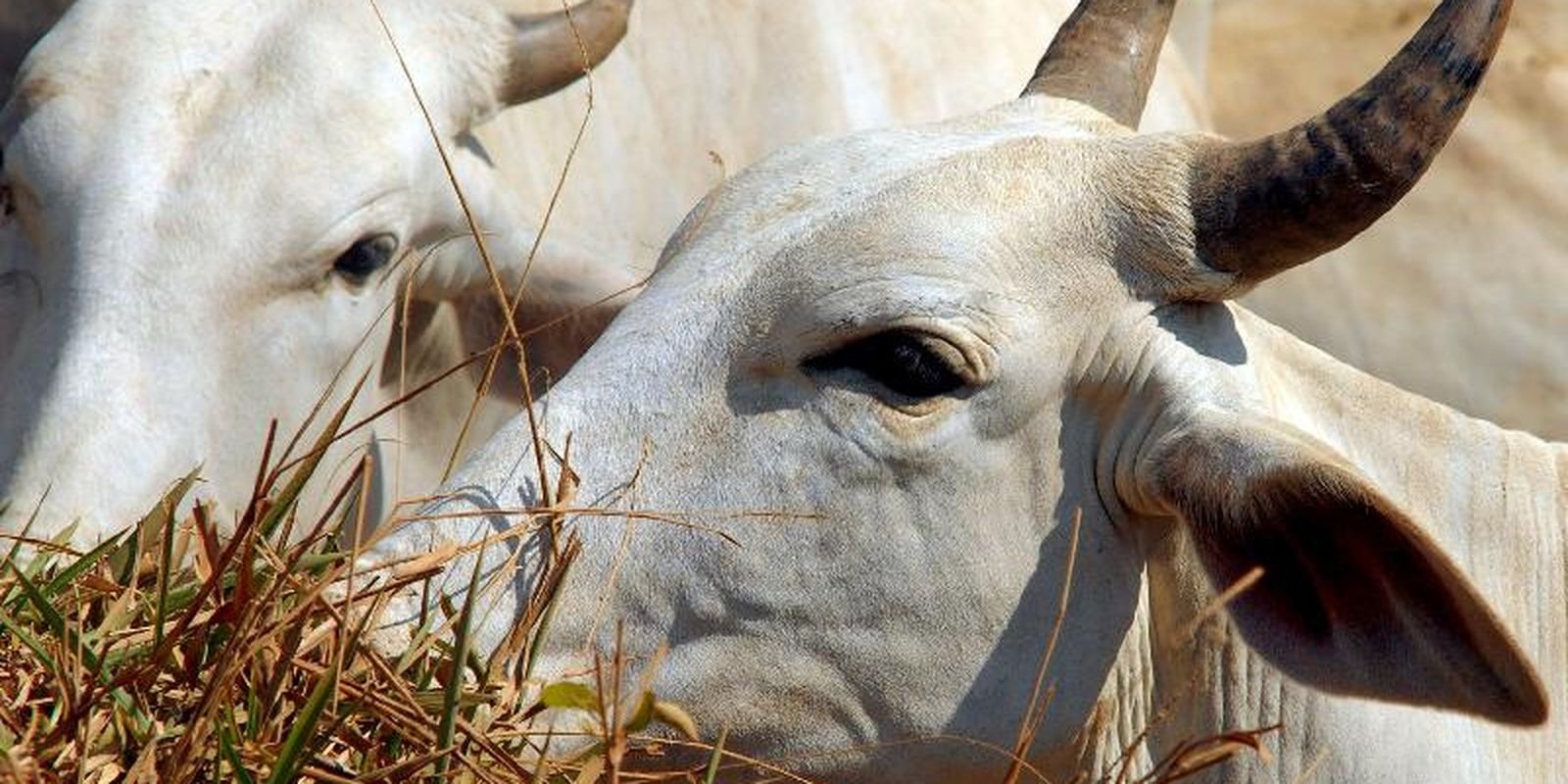 Carne brasileira paga 67% de tarifa para entrar na China