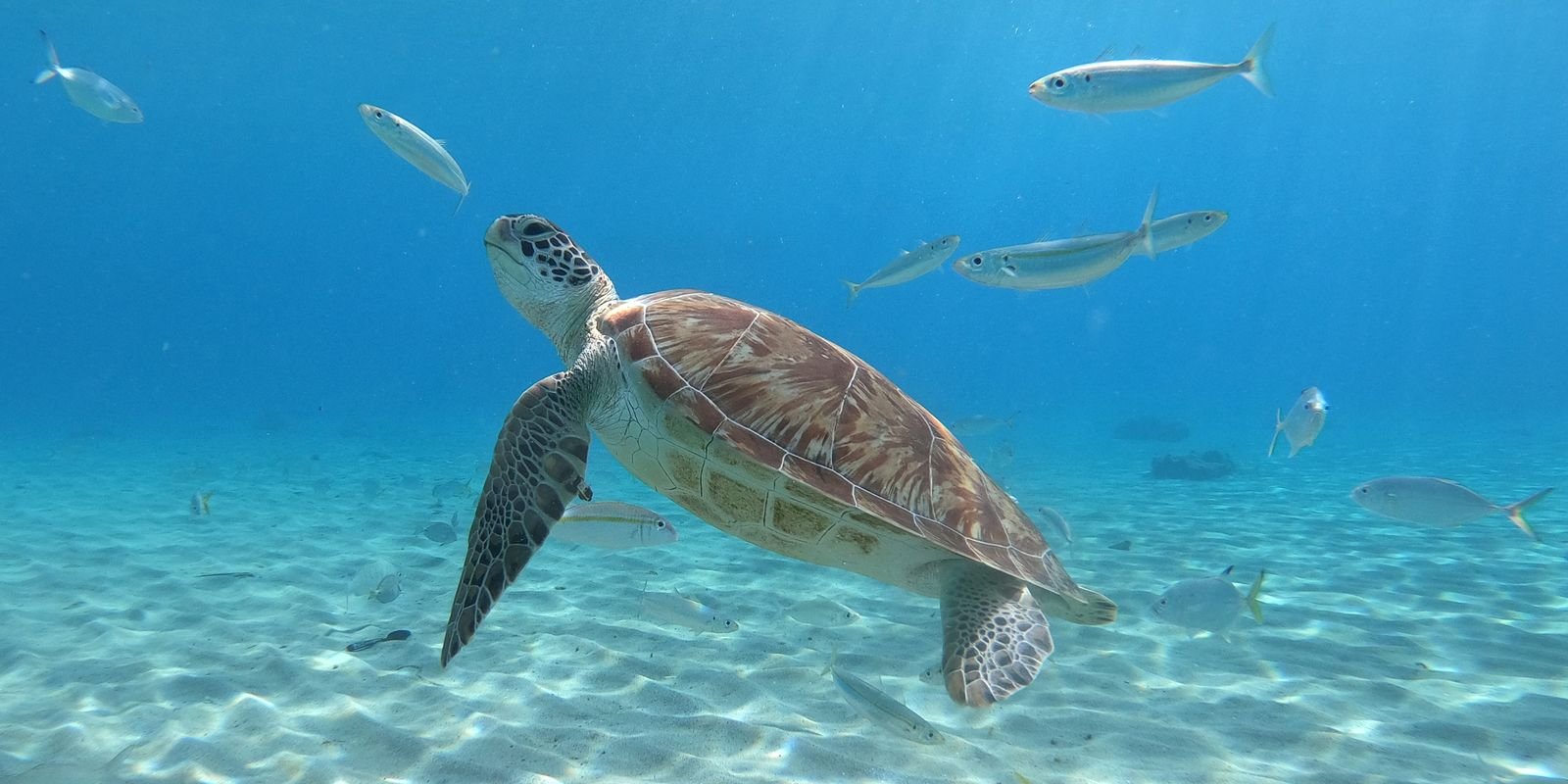 Bactérias de plástico são encontradas em tartarugas no Rio