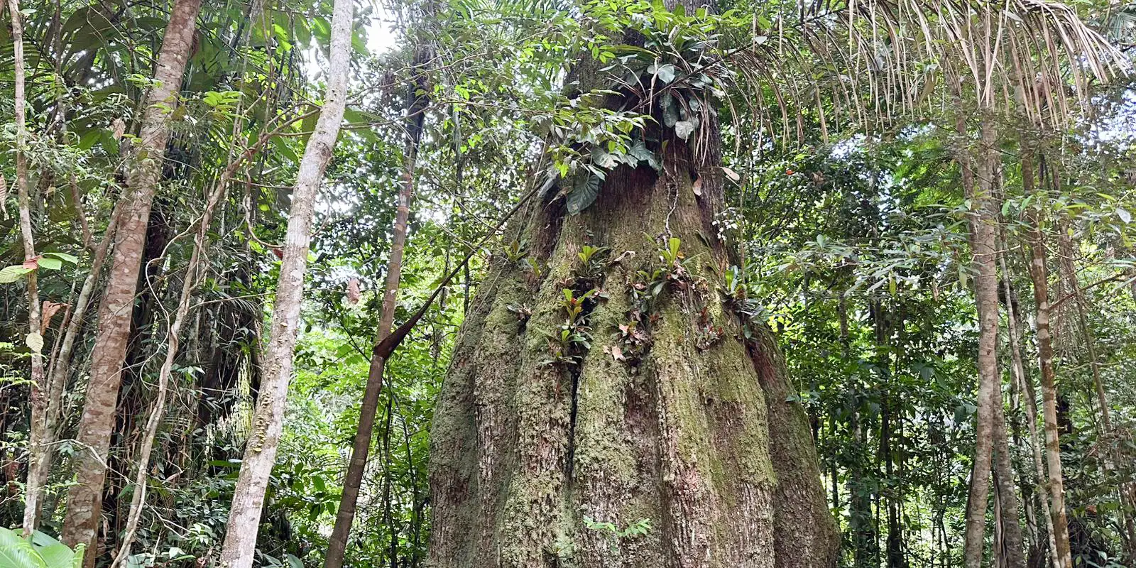 Congresso terá maioria contra agenda ambiental a partir de 2027
