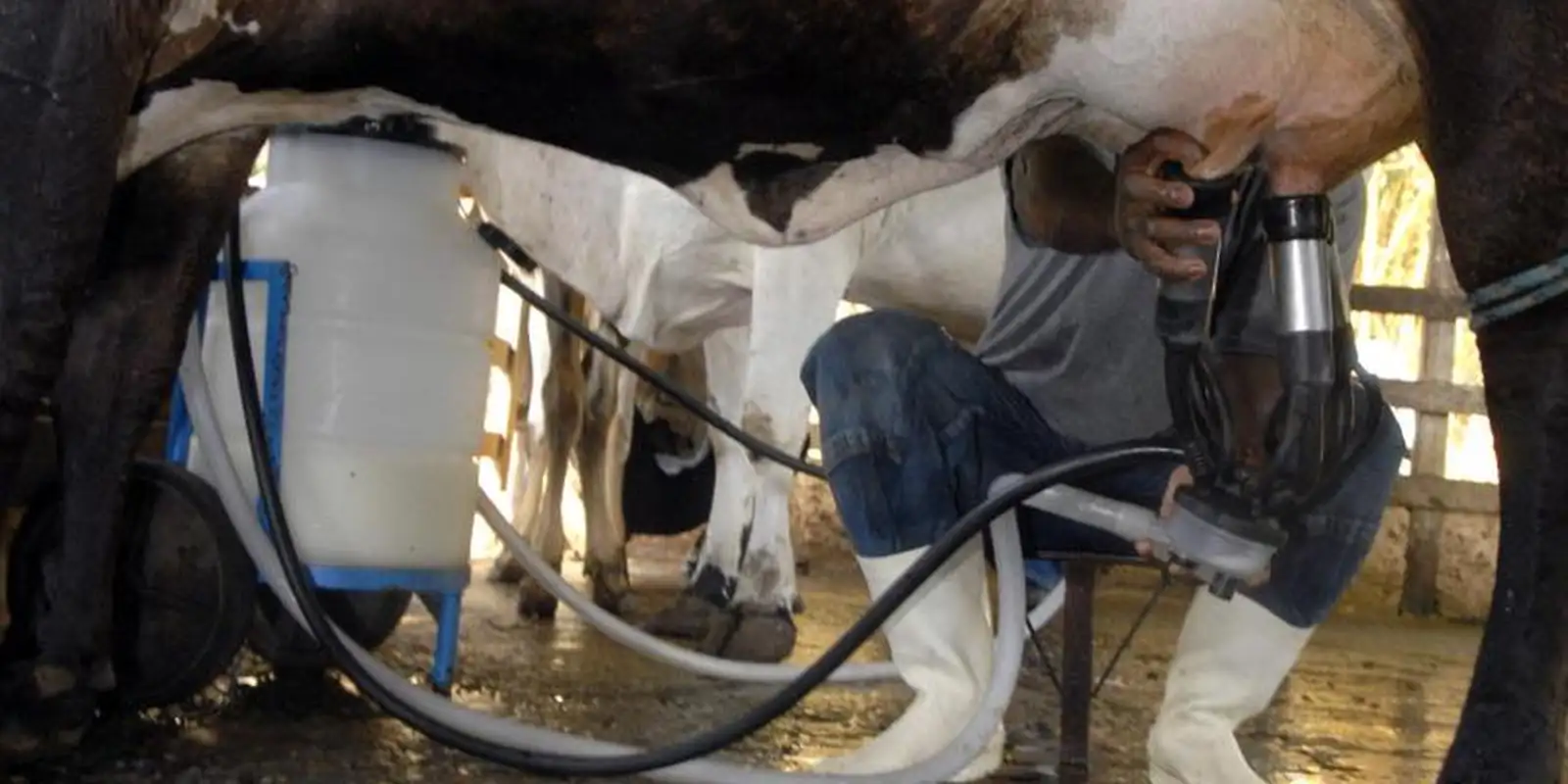 Produção de leite bate recorde em 2025 com alta de produtividade